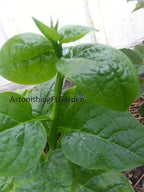 Malabar Spinach Starter Plant with 3 seedlings Basella Alba (Green stem) Non-GMO