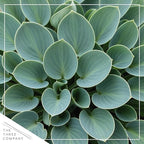 Live Perennial Hosta - Blue Mouse Ears (3 Plants Per Pack) Beautiful Accent Plant, 10" Tall by 4" Wide in 1 Qt Pot
