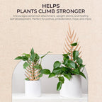 Treleaf Palmella Palm Leaf Inspired Wooden Trellis – Grande Size Indoor Plant Support for Climbing Plants – 24” Decorative Houseplant Trellis and Wooden Plant Stake for Potted Vines