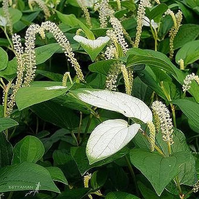 Chalily Chinese Lizard's Tail, a Great Live Pond Plant for Your Water Garden. Filters The koi and Goldfish Pond. Good for Bogs, Plant Shelf or Shallow Water This marginal Aquatic is a Real Beauty