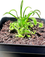 Cape Sundew (Drosera capensis) – Carnivorous Plant with Pot, Easy Indoor Grow Kit for Beginners & Nature Enthusiasts