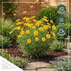 Live Coreopsis 2-Pack – Yellow, Flowering Perennial, Beautiful Spring and Summer Blooms, 10" Tall by 5" Wide in 1 Qt Pot