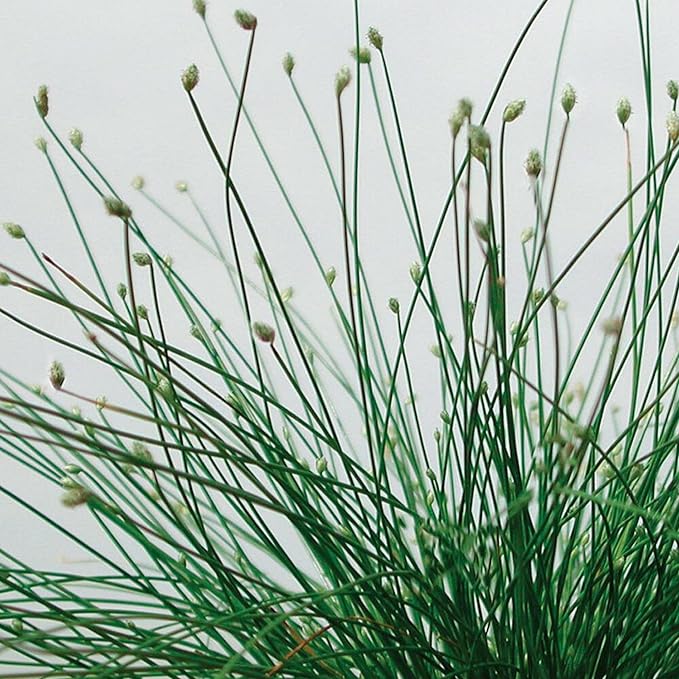 Chalily Fiber Optic Rush, a Great Live Pond Plant for Your Water Garden. Filters koi and Goldfish Ponds. Good for Bogs, Plant Shelf or Shallow Water This marginal Aquatic is a Real Beauty