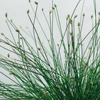 Chalily Fiber Optic Rush, a Great Live Pond Plant for Your Water Garden. Filters koi and Goldfish Ponds. Good for Bogs, Plant Shelf or Shallow Water This marginal Aquatic is a Real Beauty