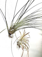 ArtAK Wall Planter Set of 5 Air Plant Holder for Terrarium | Orchid Mount Airplant Holder | Hanging Orchid Planter| Wall Mounted Plant Hook| Wall Plant Mount for Tree Air Knots W5