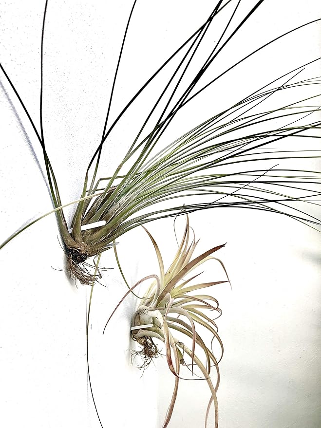 ArtAK Wall Planter Set of 5 Air Plant Holder for Terrarium | Orchid Mount Airplant Holder | Hanging Orchid Planter| Wall Mounted Plant Hook| Wall Plant Mount for Tree Air Knots W5