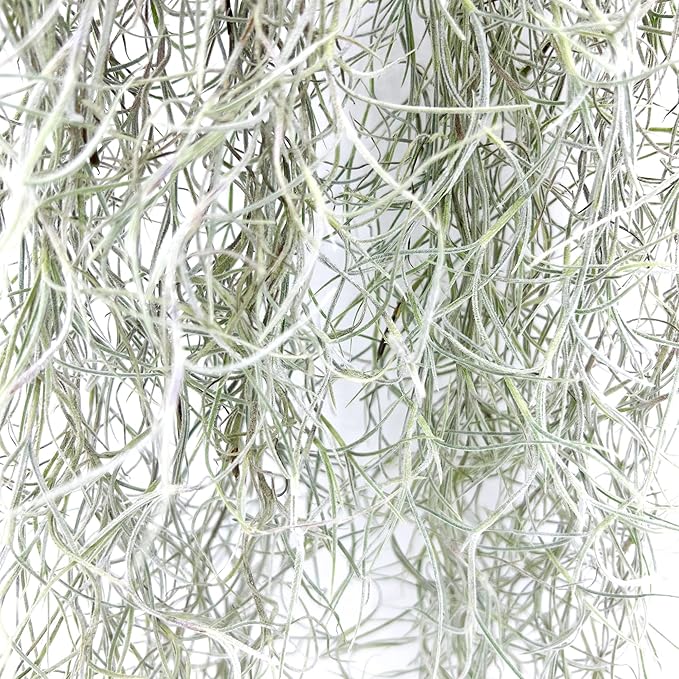 ragnaroc Tillandsia Usneoides ‘Thick-Colombian Spanish Moss’ - ragnaroc Indoor Tropical Plant 16” / 6 oz - Live Arrival Guaranteed - Live Air Plant & House Plants for Home Decor & Gift