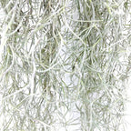 ragnaroc Tillandsia Usneoides ‘Thick-Colombian Spanish Moss’ - ragnaroc Indoor Tropical Plant 16” / 6 oz - Live Arrival Guaranteed - Live Air Plant & House Plants for Home Decor & Gift