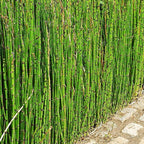 Chalily Horsetail Rush, a Great Live Pond Plant for Your Water Garden. Filters The koi and Goldfish Pond. Good for Bogs, Plant Shelf or Shallow Water This marginal Aquatic is a Real Beauty