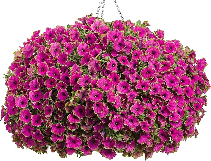 Proven Winners® Petunia Plant - Supertunia Picasso in Purple - 4 Pack - Annual Flower for Spring & Summer Blooms - 6" Tall x 6" Wide, 1.56 Pt Pot