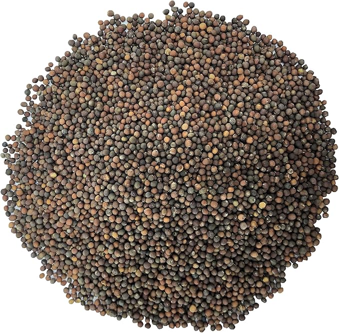 Food to Live - Kale Seeds, 8 Ounces – Great for Sprouting and Planting, High Germination Rate, Non-Irradiated, Kosher, Vegan, Bulk, Grow Amazing Sprout, Microgreens
