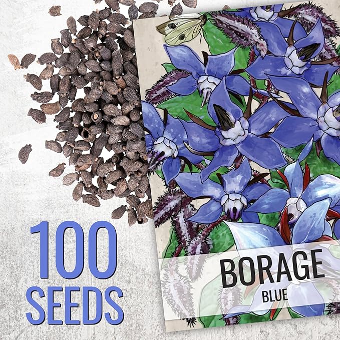 Seed Needs Borage & Chives Seeds for Planting Fresh Kitchen Herbs - Non-GMO Heirloom & Untreated Perennial Herb Seed to Plant a Culinary Garden Indoors or Outdoors (2 Pack Duo)
