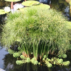 Chalily Dwarf Giant Papyrus, a Great Live Pond Plant for Your Water Garden. Filters koi and Goldfish Ponds. Good for Bogs, Plant Shelf or Shallow Water This marginal Aquatic is a Real Beauty