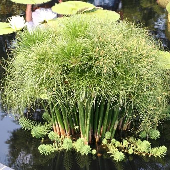 Chalily Dwarf Giant Papyrus, a Great Live Pond Plant for Your Water Garden. Filters koi and Goldfish Ponds. Good for Bogs, Plant Shelf or Shallow Water This marginal Aquatic is a Real Beauty