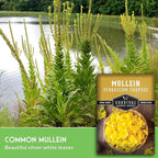 Mullein Seeds for Planting - Verbascum Thapsus Medicinal Biennial Herb with Tall Yellow Flowers - Heirloom Non-GMO Open Pollinated Pollinator Friendly - Survival Garden Seeds (3 Pack)