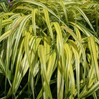RedCrocus Aureola Japanese Forest Grass Hakone Grass- Deciduous, Shade-Tolerant, Low Maintenance, Container Friendly, Deer Resistant, Pet Safe, Garden, Landscape 1 Gallon