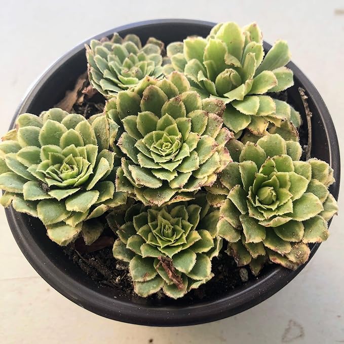 Blissful Aeonium Emerald Ice Succulent 4" Pot– Variegated Green & White Rosettes, Drought Tolerant, Easy Care Indoor/Outdoor Plant, Colorful Home & Garden Décor