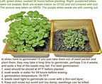 HipGirl Authentic Asian Gourmet Seed Bundle: Green Perilla Shiso (200ct) & Smooth Skin Bitter Melon (10-12ct) | Non-GMO Heirloom Seeds for Summer Gardening, Trellis, & Hydroponics