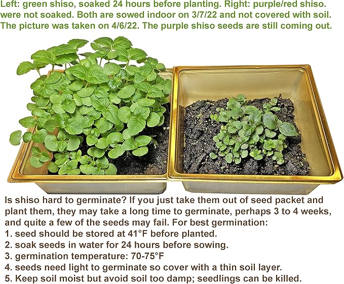 Bundle Green Korean Shiso/Egoma/Sesami Herb Seeds + Korean Radish Seeds for Planting