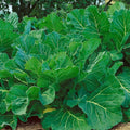 Portuguese Kale Seeds - 1 Lb ~128000 Seeds - Non-GMO, Heirloom - Vegetable Garden, Growing Microgreens - Brassica oleracea