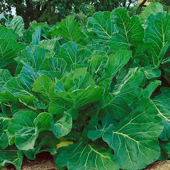 Portuguese Kale Seeds - 1 Lb ~128000 Seeds - Non-GMO, Heirloom - Vegetable Garden, Growing Microgreens - Brassica oleracea
