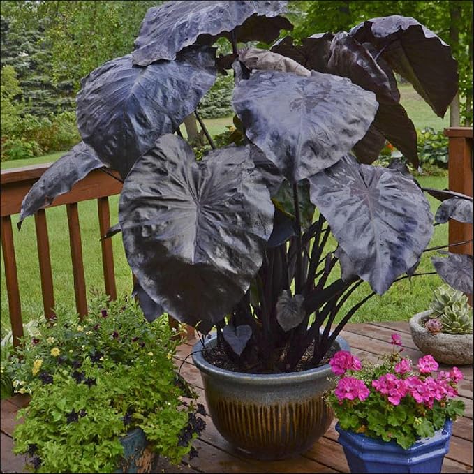 Black Coral Taro, a Great Live Pond Plant for Your Water Garden. Filters koi and Goldfish Ponds. Good for Bogs, Plant Shelf or Shallow Water This marginal Aquatic is a Real Beauty