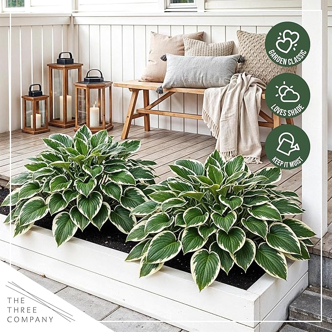 Live Perennial Hosta - Patriot (3 Plants Per Pack) Beautiful Accent Plant, 10" Tall by 4" Wide in 1 Qt Pot