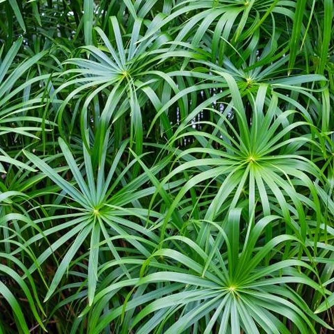 Umbrella Palm, a Great Live Pond Plant for Your Water Garden. Filters The koi and Goldfish Pond. Good for Bogs, Plant Shelf or Shallow Water This marginal Aquatic is a Real Beauty