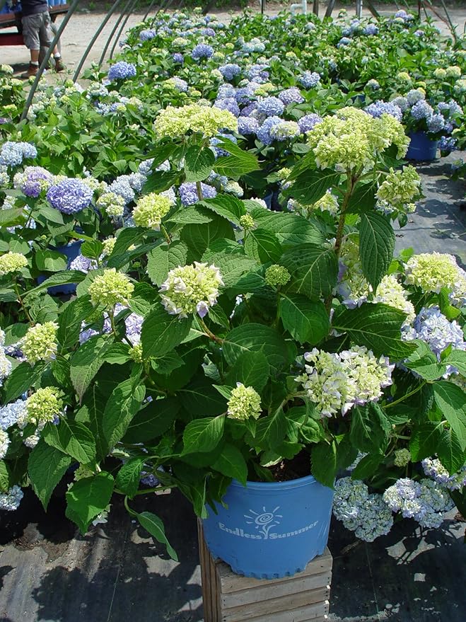 Endless Summer Collection - Hydrangea mac. Endless Summer The Original (Reblooming Hydrangea) Shrub, RB pink or blue, #2 - Size Container