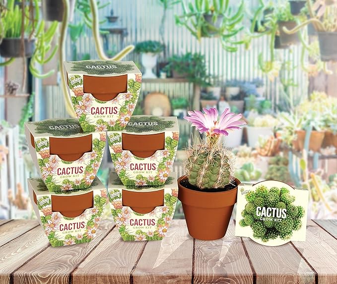 BUZZY Seeds Terracotta Mini Grow Pots | Cactus 6-Pack Daydream Collection | Indoor Flower & Herb Starter Kit for Kids & Adults