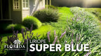 Super Blue Liriope Muscari - 3 Live Plants - Evergreen Ground Cover Grass