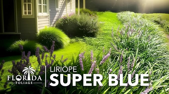 Super Blue Liriope Muscari - 10 Live Plants - Evergreen Ground Cover Grass