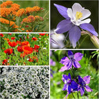 Seed Needs Flower Seeds Hummingbird and Butterfly Seed Mix 1 Ounce No Filler | 23 Varieties Garden Seeds Annual & Perennial Species | Pollinator Attracting Flowering Seed | Bulk Resealable Package