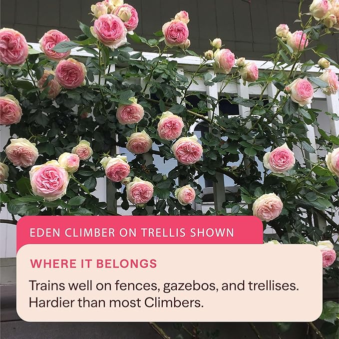 Heirloom Climbing Roses, Live Own Root Plant for Outdoor Garden, Cherry Frost™, Lightly Fragrant, Hardiness Zones 4-8, Repeat Blooming