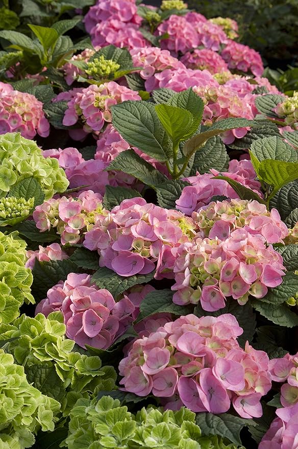 Endless Summer Collection - Hydrangea mac. Endless Summer BloomStruck (Reblooming Hydrangea) Shrub, RB purple, #2 - Size Container
