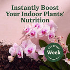 Miracle-Gro Indoor Plant Food Mist for Orchids, Orchid Plant Food, 8 fl. oz., 2-Pack