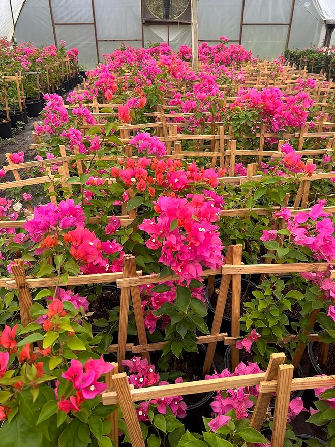 16" Tall Pink Bougainvillea Live Well Established Plant in 6" Pot with Wood Trellis Bright Colors Flowering Vine Indoor/Outdoor Perennial/Annual Tropical