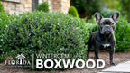 Winter Gem Boxwood | 10 Live Plants | Buxus microphylla Japonica ‘Winter Gem’ | Compact Evergreen Shrubs | Formal Garden Plants for Borders