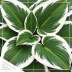 Live Perennial Hosta - Patriot (3 Plants Per Pack) Beautiful Accent Plant, 10" Tall by 4" Wide in 1 Qt Pot
