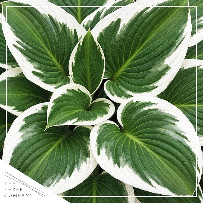 Live Perennial Hosta - Patriot (3 Plants Per Pack) Beautiful Accent Plant, 10" Tall by 4" Wide in 1 Qt Pot