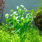 SubstrateSource Live Aquarium Stem Plants - Freshwater Aquatic Plant for Fish Tanks, Aquascaping - (Moneywort Bacopa Monnieri, 1 Bunch)