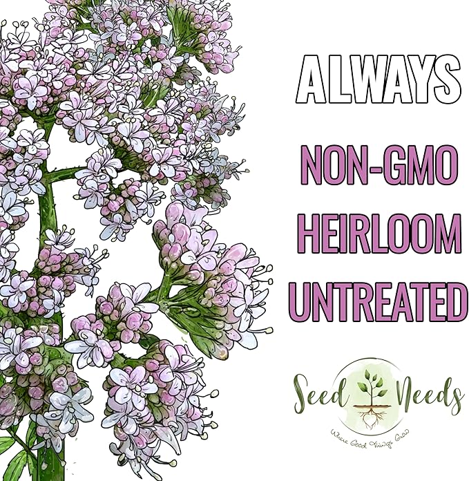 Seed Needs Valerian Seeds for Planting Stink Root Plants - Non-GMO Heirloom & Untreated Perennial Medicinal Herb Seed to Plant a Home Grown Outdoor Garden (2 Packs)