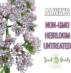 Seed Needs Valerian Seeds for Planting Stink Root Plants - Non-GMO Heirloom & Untreated Perennial Medicinal Herb Seed to Plant a Home Grown Outdoor Garden (1 Pack)