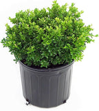 Buxus micro. 'Tide Hill' (Boxwood) Evergreen, spreading form, #2 - Size Container