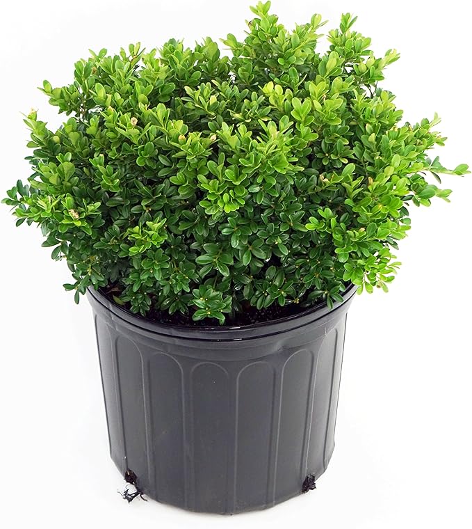 Buxus micro. 'Tide Hill' (Boxwood) Evergreen, spreading form, #2 - Size Container