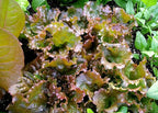 2000 Red Sails Leaf lettuce seeds for planting 4+ grams of seeds Non GMO Heirloom Garden Vegetable Survival Baby greens Bulk