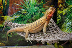 Bundle of PENN-PLAX Reptology Lizard Lounger Corner Triangle + Reptology Decorative Hanging Terrarium Plant Vines for Reptiles and Amphibians – 12” Length – Green & Orange
