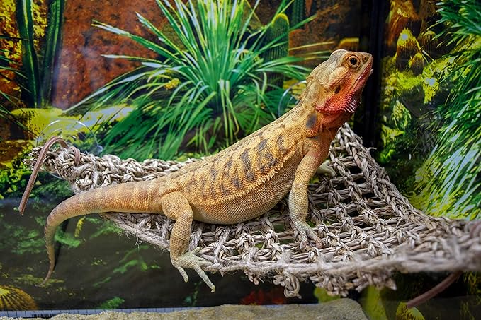 Bundle of PENN-PLAX Reptology Lizard Lounger Corner Triangle + Reptology Decorative Hanging Terrarium Plant Vines for Reptiles and Amphibians – 12” Length – Green & Orange