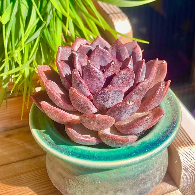 Live Succulents Plants Echeveria Black Mamba 3 inches,Rare Black Red Succulents Bare Root Without Pot Soil, Live Plants Indoor Office Decoration Wedding and Gift
