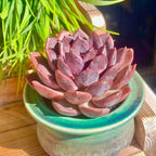 Live Succulents Plants Echeveria Black Mamba 3 inches,Rare Black Red Succulents Bare Root Without Pot Soil, Live Plants Indoor Office Decoration Wedding and Gift